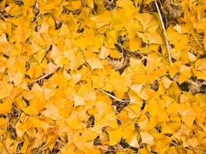 autumn_ginkgo_foliage2